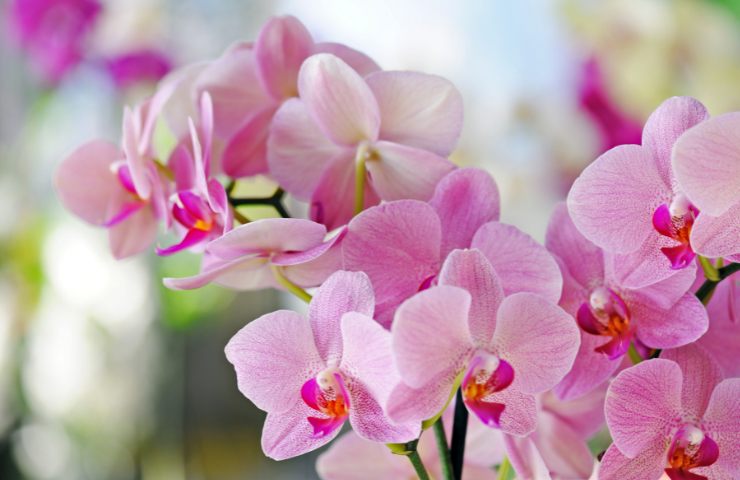 Orchidea rosa
