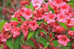 Weigelia rosa