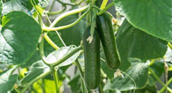 Zucchine, come si coltivano in vaso: il raccolto sarà fantastico per tutta l’estate
